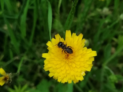 Panurgus corsicus