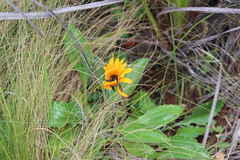 Arctotis breviscapa