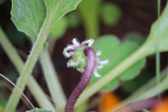 Arctotis breviscapa