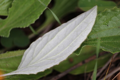 Arctotis breviscapa