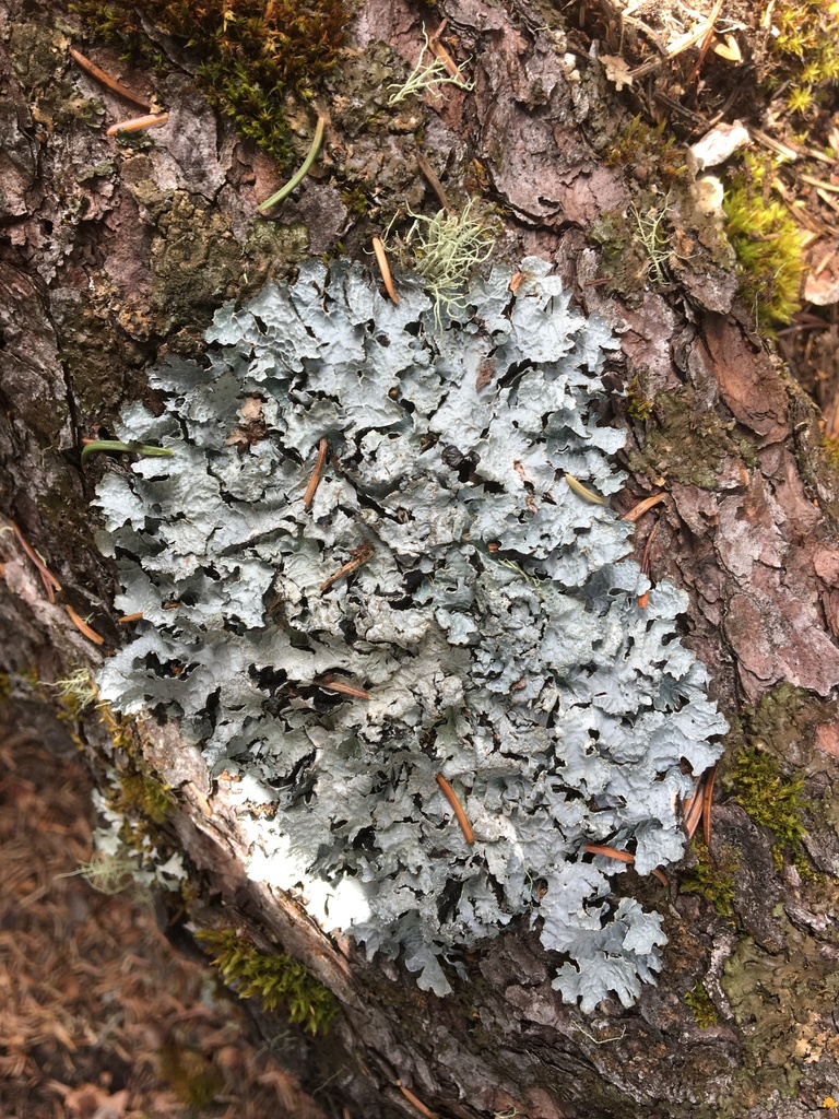 Common Lichens From Clearwater County Ab T T A Canada On May