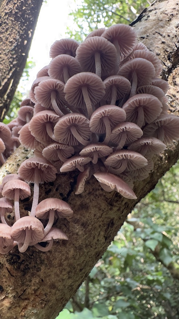 Mycena clarkeana · May 2025 · photo: © outinthefield (iNaturalist, cc-by)