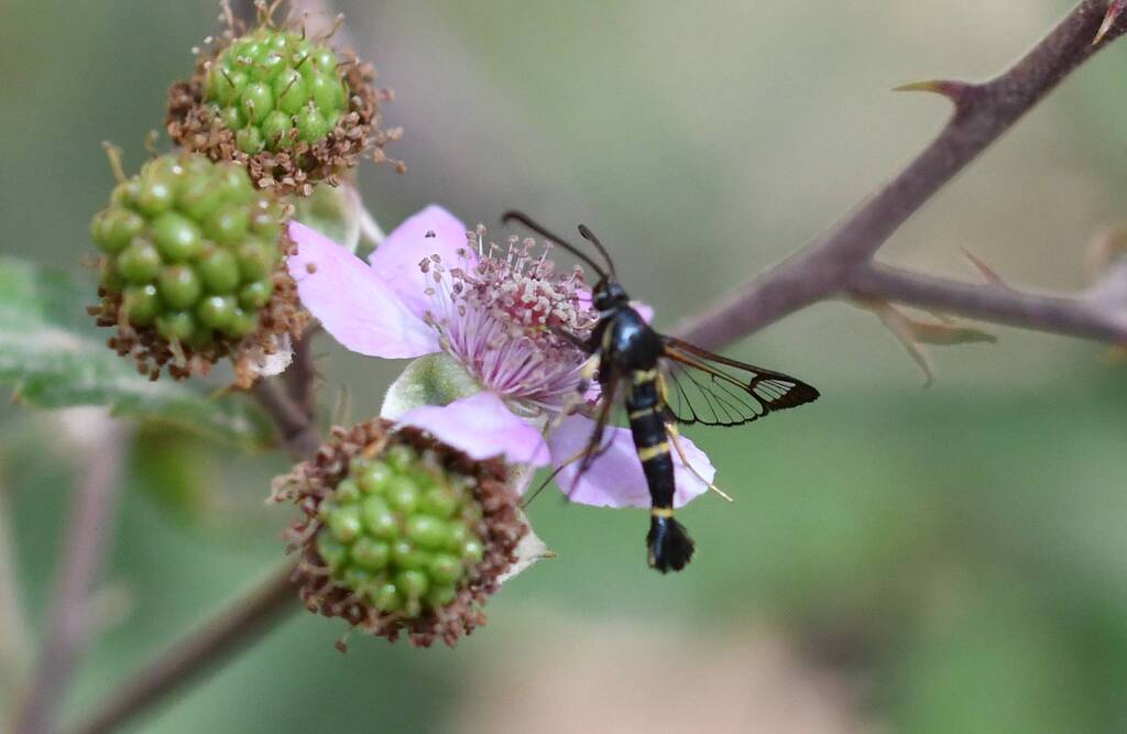 Synanthedon codeti