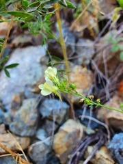 Linaria rubioides