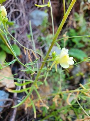 Linaria rubioides