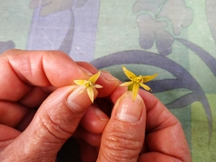 Prosthechea grammatoglossa