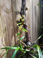 Prosthechea grammatoglossa