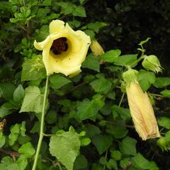 Hibiscus ludwigii, photograph (c) Henry de Lange, some rights reserved (CC BY)
