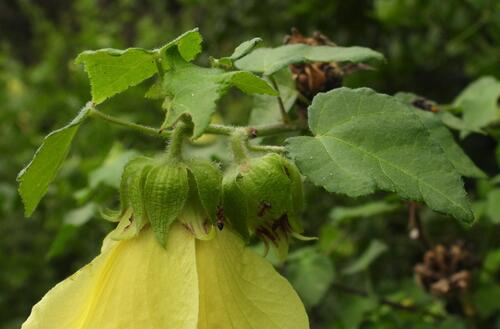 Hibiscus ludwigii, photograph 2