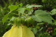 Hibiscus ludwigii, photograph (c) Henry de Lange, some rights reserved (CC BY)