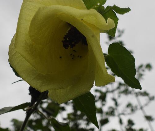 Hibiscus ludwigii, photograph 5