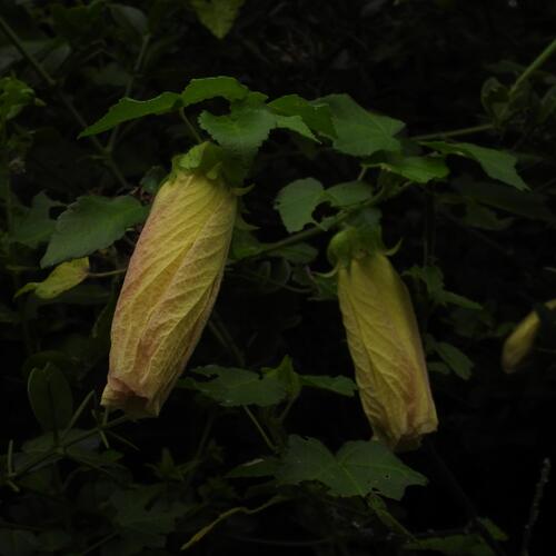 Hibiscus ludwigii, photograph 4