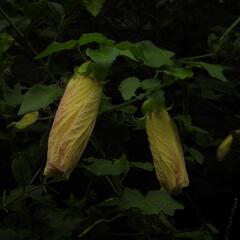 Hibiscus ludwigii, photograph (c) Henry de Lange, some rights reserved (CC BY)