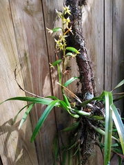 Prosthechea grammatoglossa