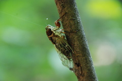 Auritibicen intermedius