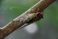 Auritibicen intermedius