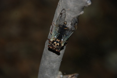 Auritibicen intermedius