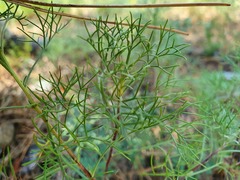 Artemisia alba