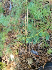 Artemisia alba