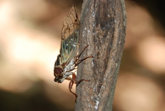 Auritibicen intermedius