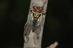 Auritibicen intermedius