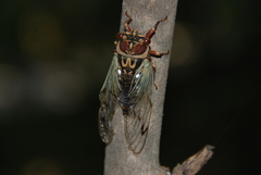 Auritibicen intermedius