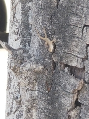 Sceloporus occidentalis