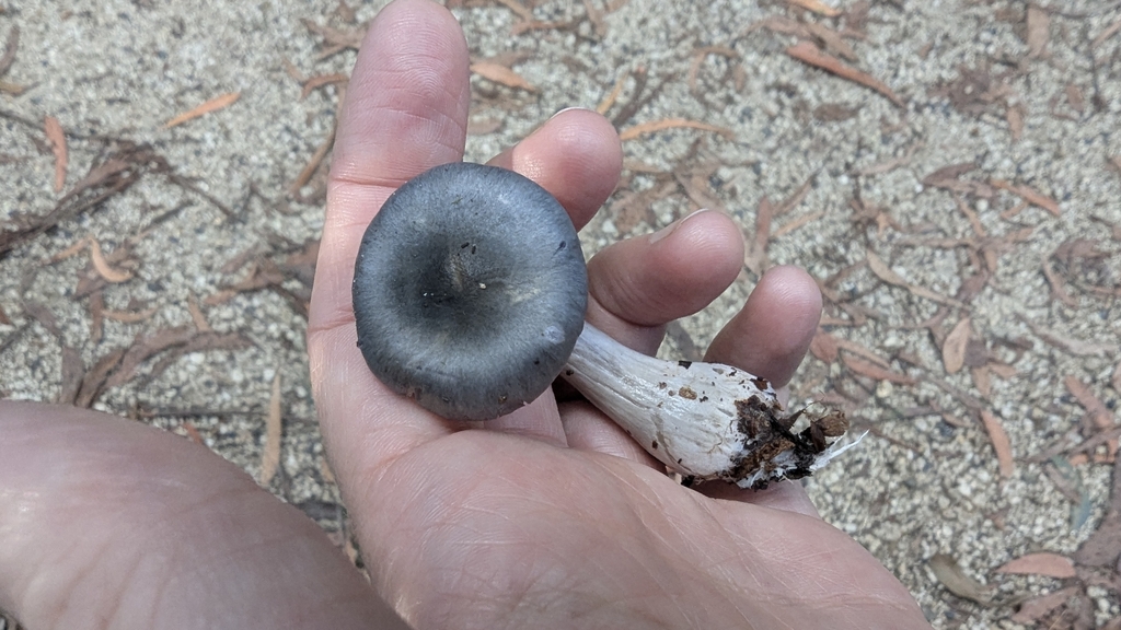 Cortinarius rotundisporus · April 2025 · photo: © a_teitzel (iNaturalist, cc-by)