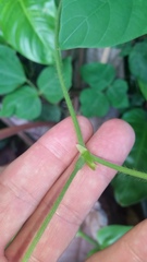 Pueraria montana lobata