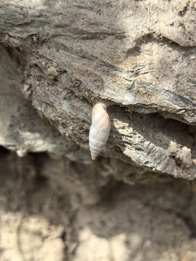 Pupinidius chenyui