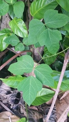 Pueraria montana lobata