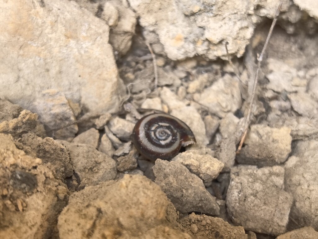 Bradybaena pseudocampylaea