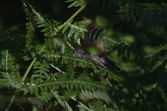 Tropidothorax leucopterus