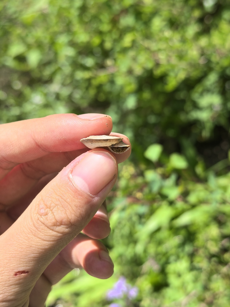 Platypetasus trochomorpha