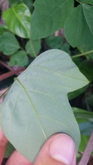 Pueraria montana lobata
