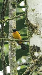 Lanio fulvus