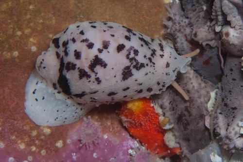 Cypraea fuscodentata observed 2025-05-04