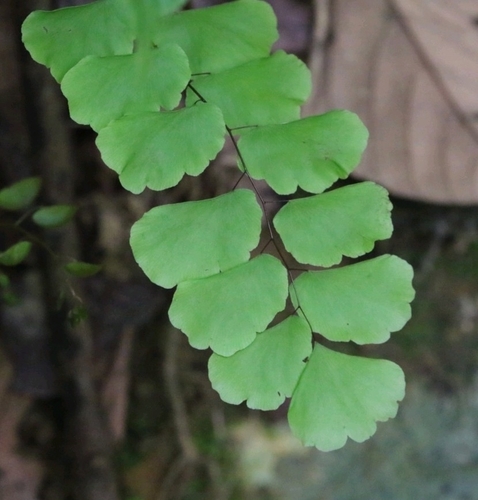 Image of Adiantum philippense by no rights reserved