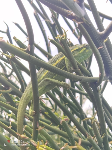 Montane side-striped chameleon