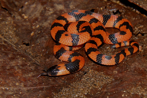Bibron's Coral Snake