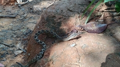 Crotalus durissus