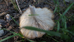 Agaricales