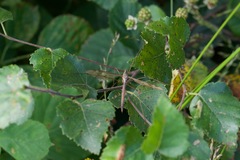 Tipula fulvipennis