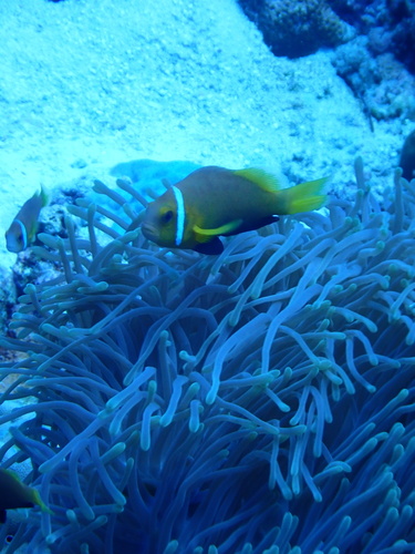 Blackfin Anemonefish — seen at this dive site
