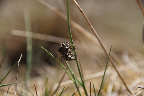 fan-bristled robberfly, Hoenderloo, Netherlands, photo 6 of 10