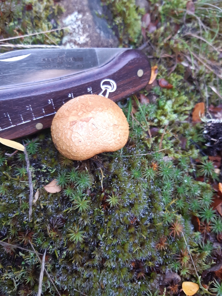 Chalciporus piperatus · May 2025 · photo: © georgecox (iNaturalist, cc0)