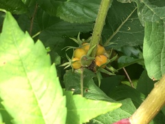 Triosteum perfoliatum