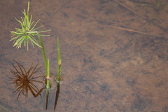 Cyperus prolifer