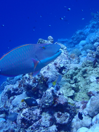Spotted Parrotfish — seen at this dive site