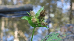 Cirsium oleraceum